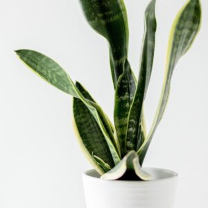 snake plant, plant, plant pot-5939187.jpg