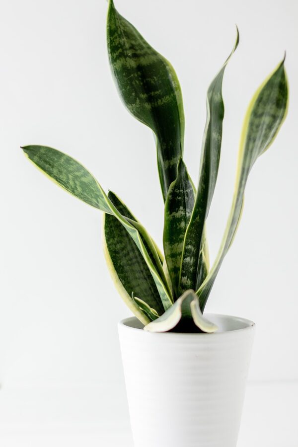 snake plant, plant, plant pot-5939187.jpg